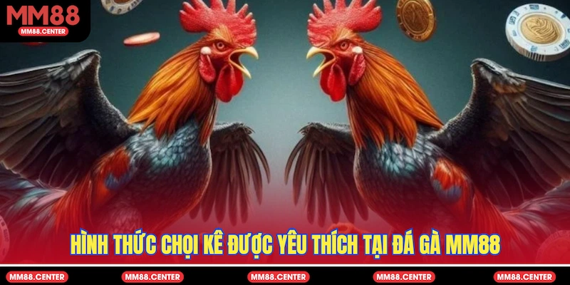 Hình thức chọi kê được yêu thích tại Đá Gà MM88